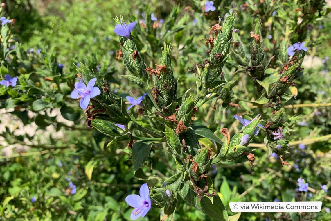 Prärie-Salbei (Salvia azurea)