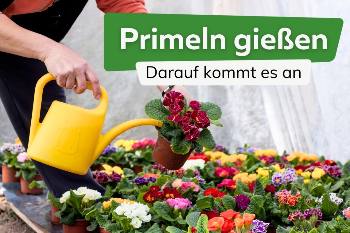 Primeln gießen: wann, wie viel und wie oft?