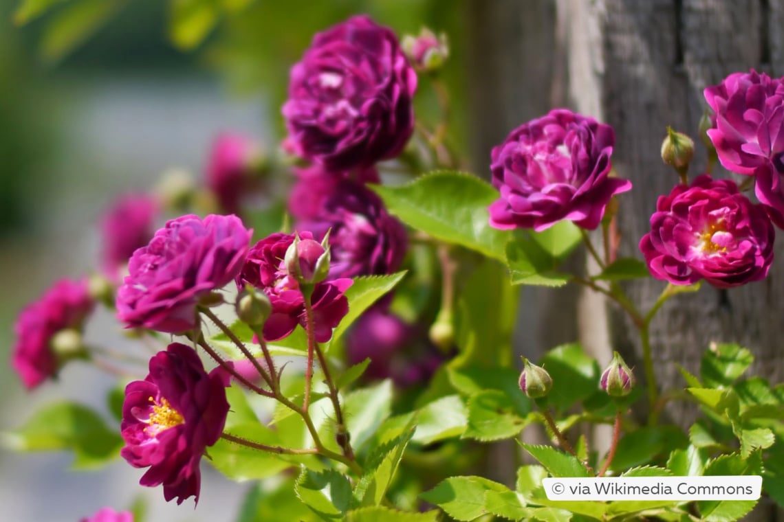 Ramblerrose 'Bleu Magenta'