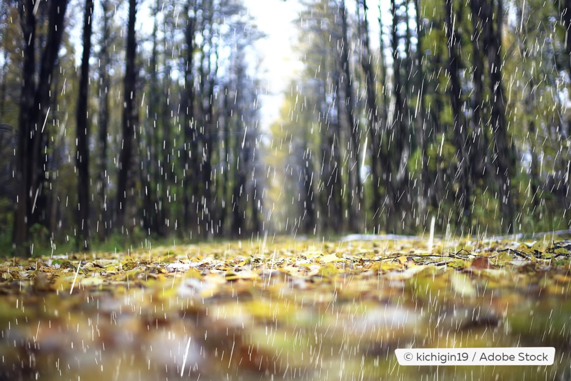 Regenwetter im Wald