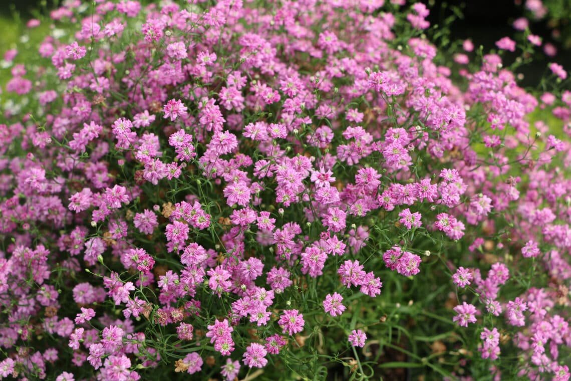 Rispiges Schleierkraut (Gypsophila paniculata)