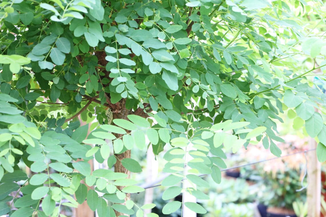 Gewöhnliche Robinie (Robinia pseudoacacia)