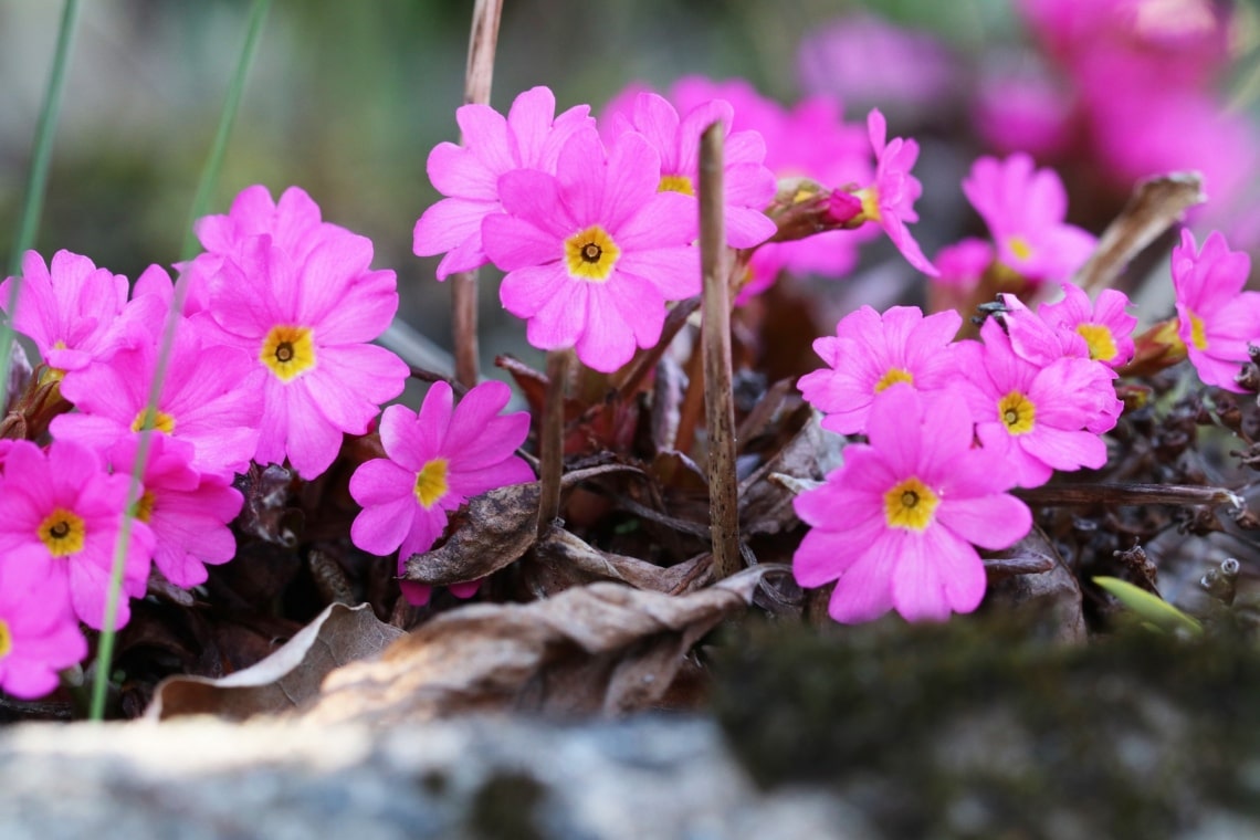 Rosen-Primel (Primula rosea)