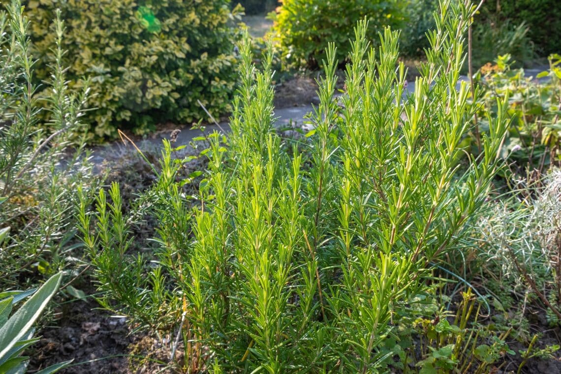 Rosmarin (Salvia rosmarinus)