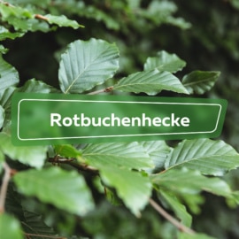 Rotbuchenhecke