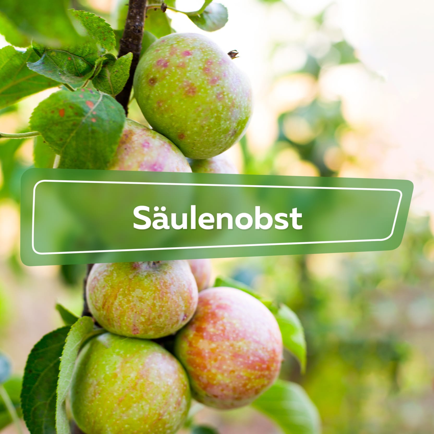 Säulenobst Ratgeber Hortica