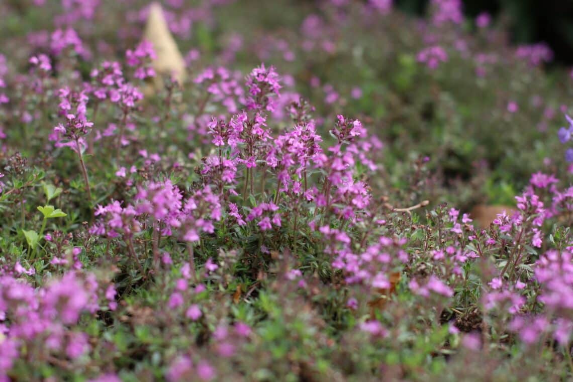 Sand-Thymian (Thymus serpyllum 'Coccineus')