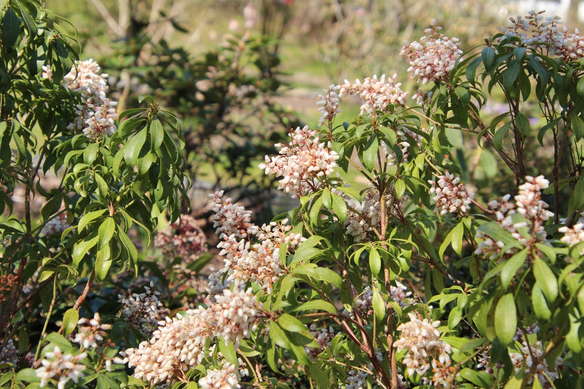 Schattenglöckchen (Pieris japonica)