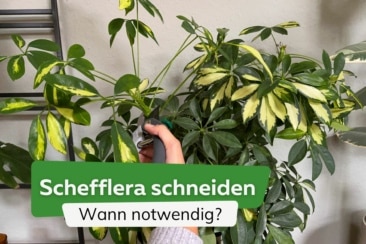 Schefflera schneiden: ist ein Schnitt notwendig?