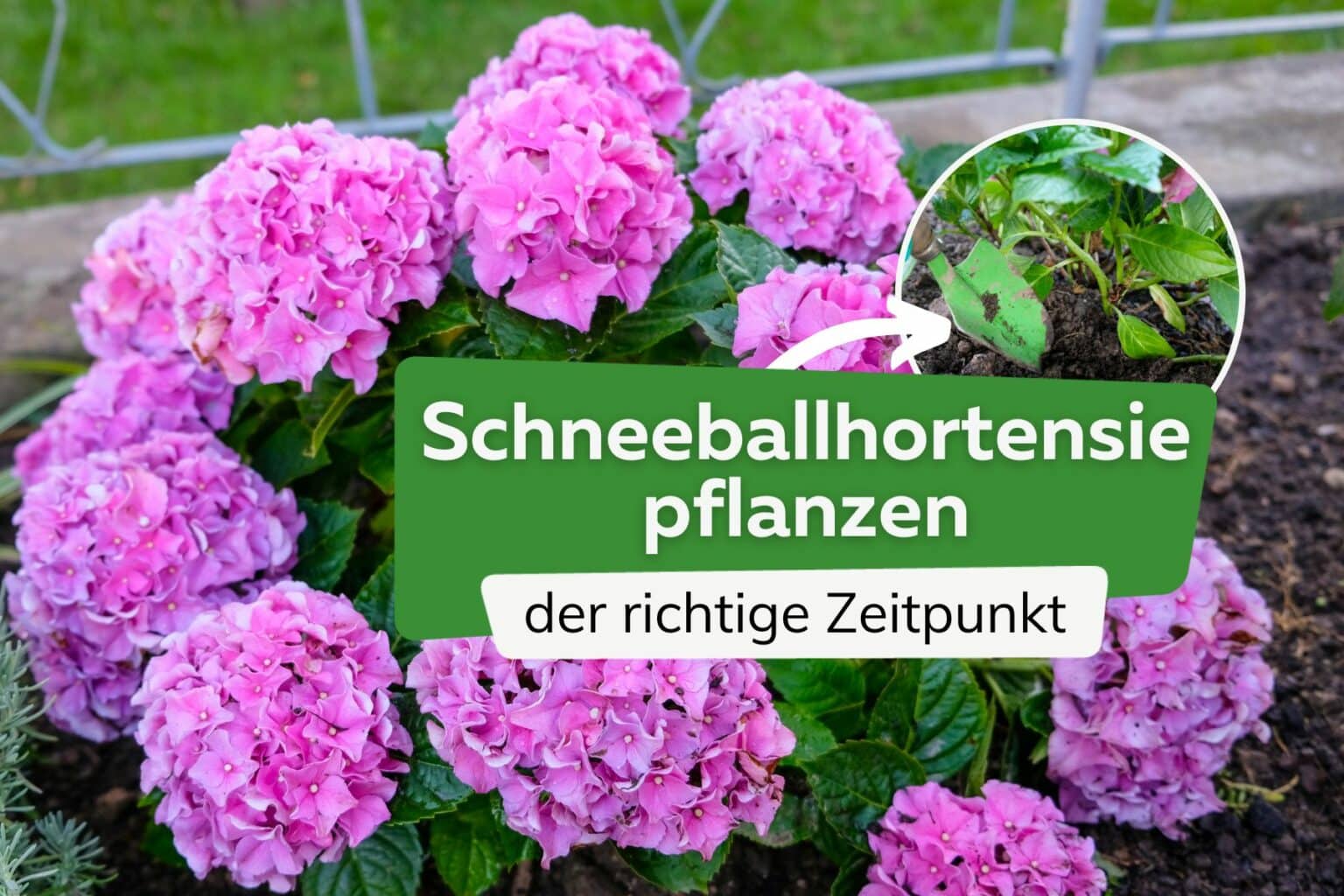 Darf man verblühte Blüten von Hortensien abschneiden? Das ist ratsam