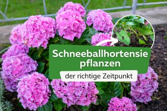 Schneeballhortensie pflanzen Zeitpunkt Titel