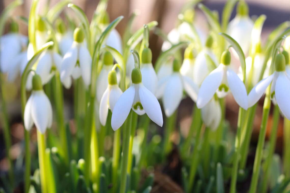 Schneeglöckchen (Galanthus)