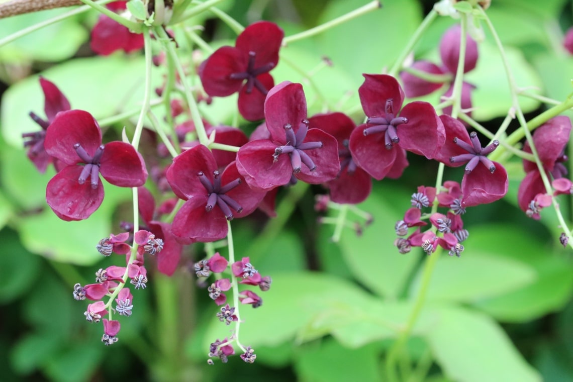 Schokoladenwein (Akebia quinata)