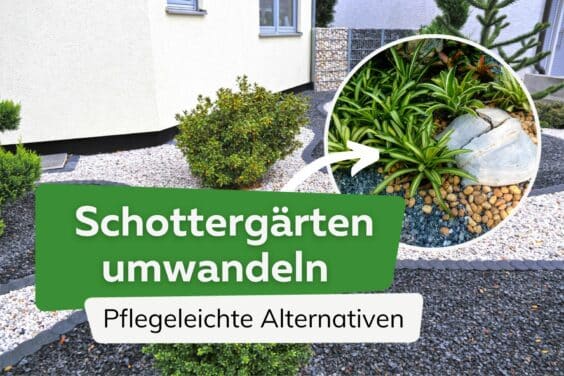 Schottergärten umwandeln: Pflegeleichte Alternativen