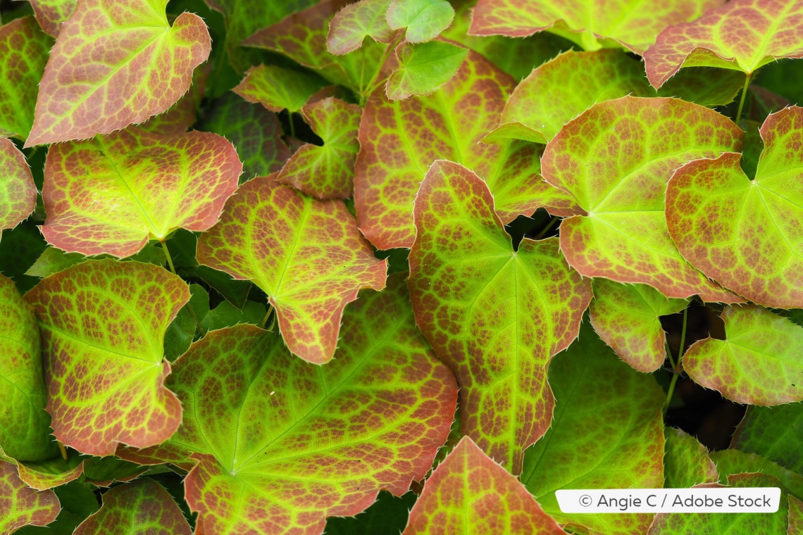 Schwefelgelbe Elfenblume (Epimedium versicolor)