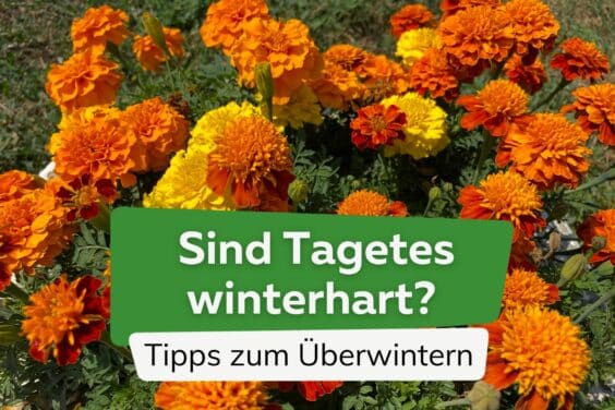 Sind Tagetes winterhart? Tipps zum Überwintern