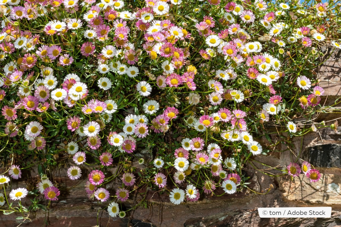 Spanisches Gänseblümchen Spanisches Gänseblümchen (Erigeron karvinskianus)