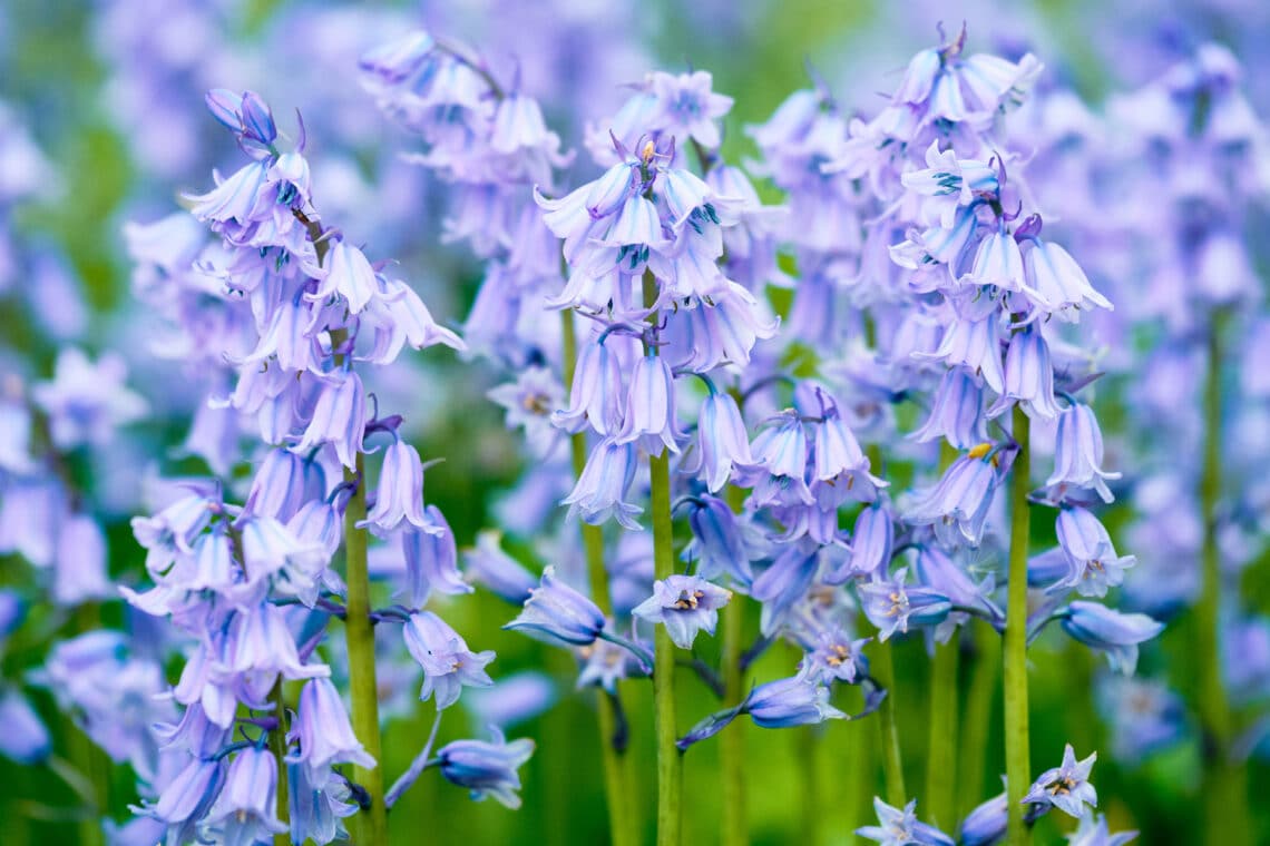 Spanisches Hasenglöckchen (Hyacinthoides hispanica)