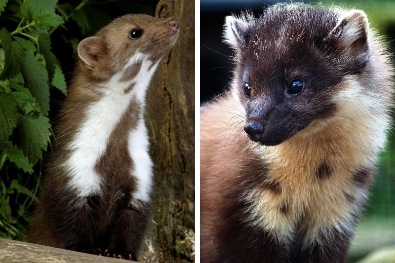 Steinmarder und Baummarder