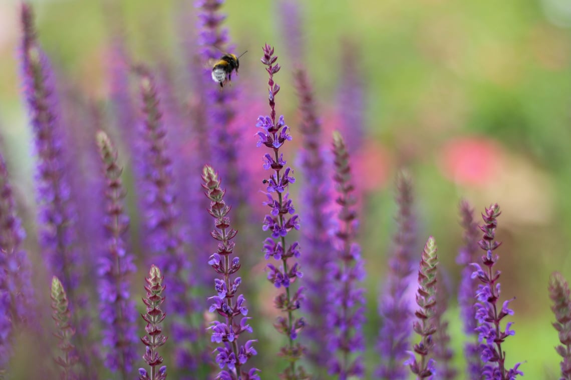 Hummel fliegt zur Blüte des Steppen-Salbei