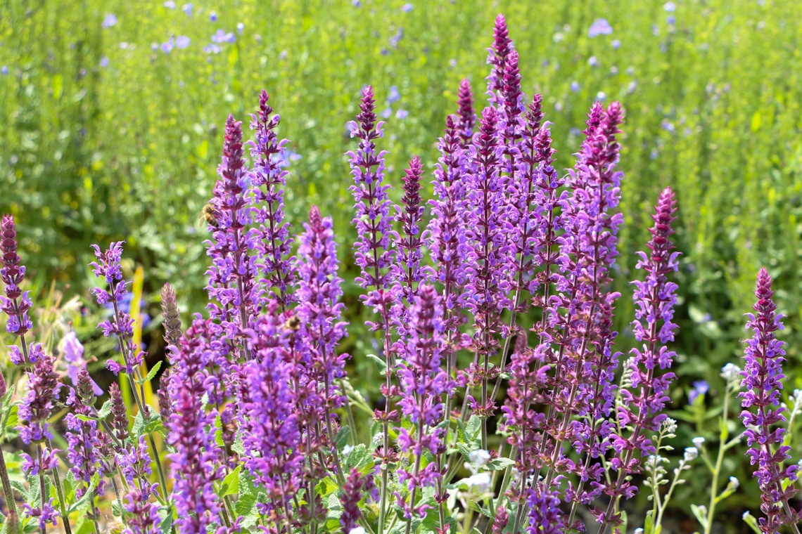 Steppen-Salbei (Salvia nemorosa)