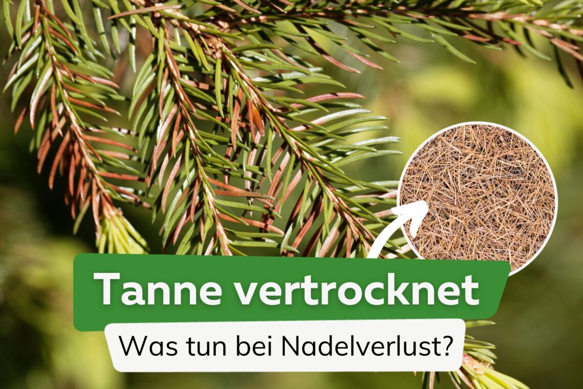 Tanne vertrocknet - Tanne verliert Nadeln