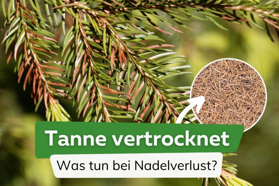 53+ Thuja Bittersalz Oder Blaukorn, Essen ist (k)eine sakrale