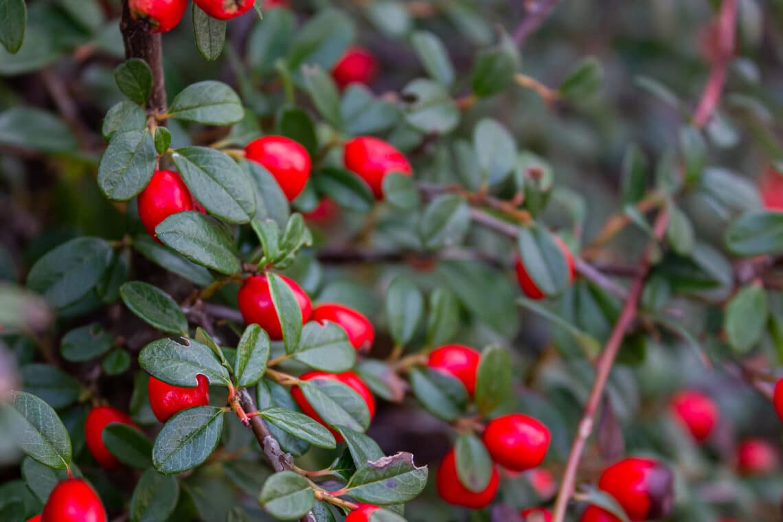 Teppichmispel (Cotoneaster radicans)