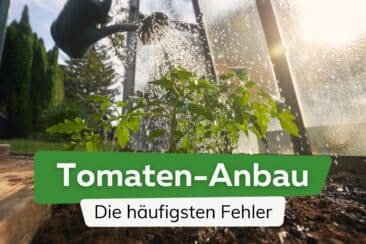 Tomaten-Anbau - Häufige Fehler vermeiden