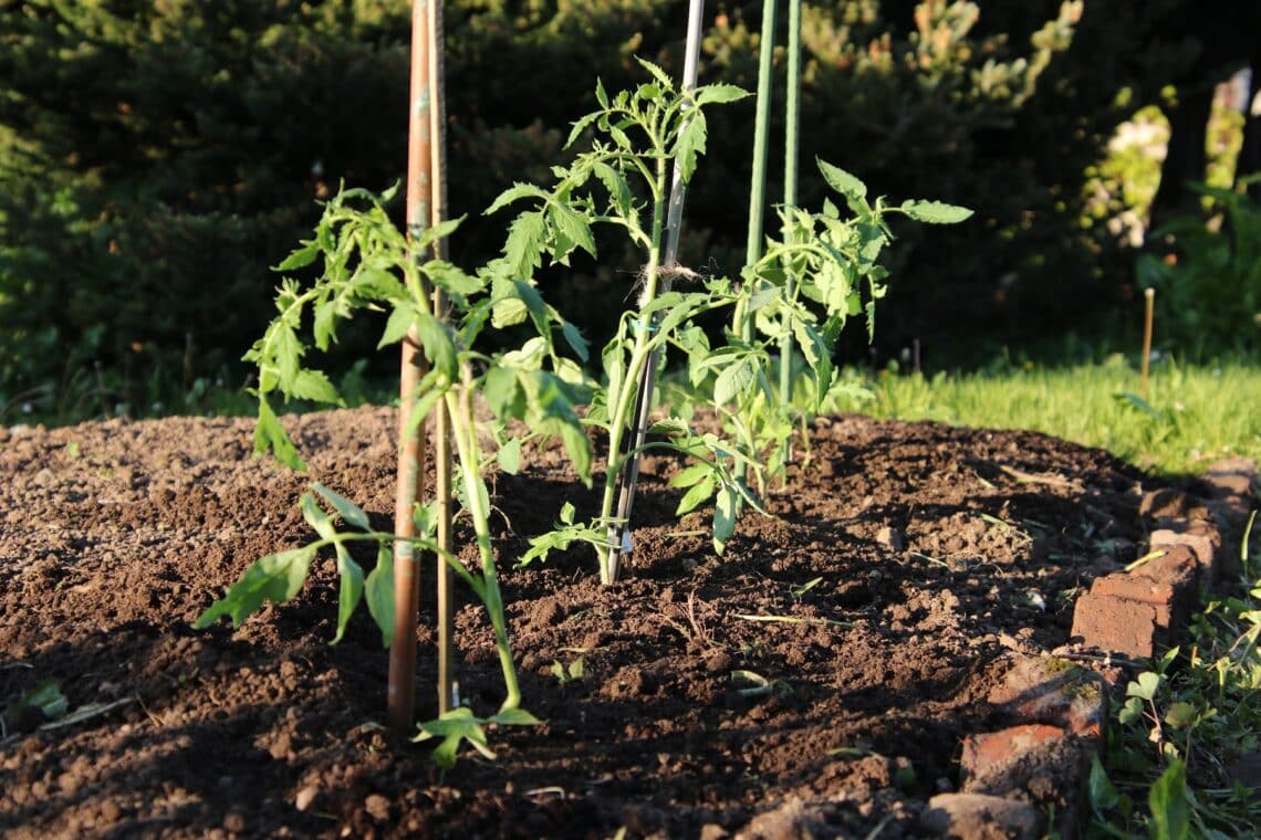 Ins Beet gepflanzte Tomaten