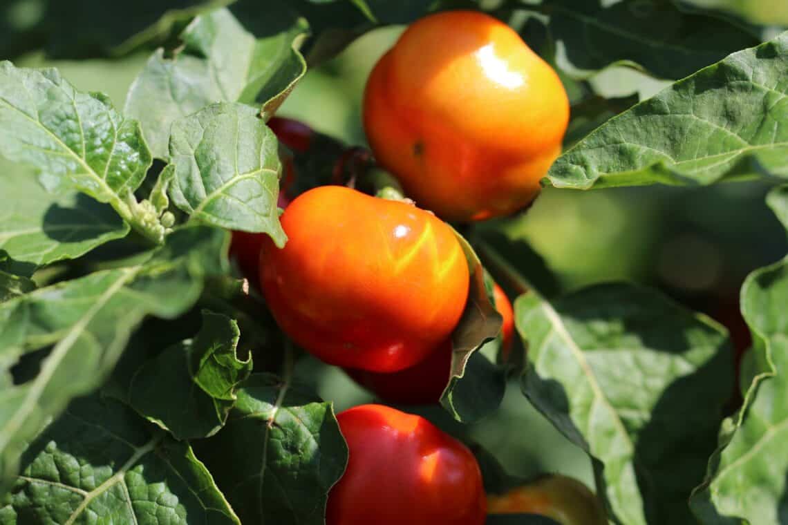 Tomaten in der Sonne