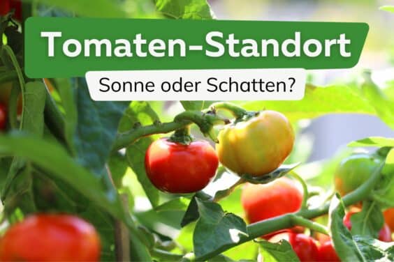 Tomaten-Standort - Sonne oder Schatten