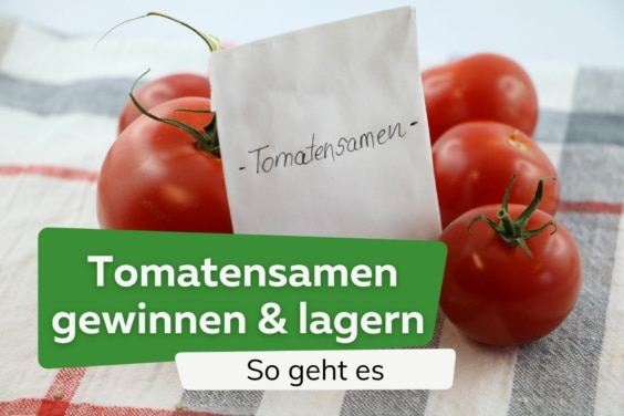 Tomatensamen gewinnen & lagern so gehen Sie vor