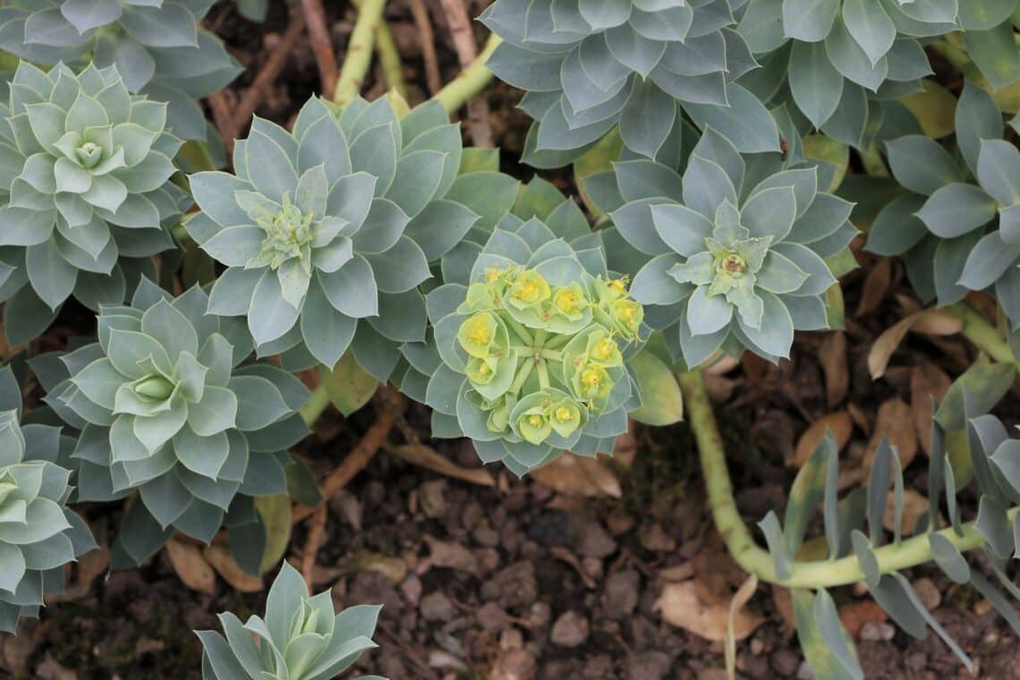 Wanzen-Wolfsmilch (Euphorbia myrsinites)