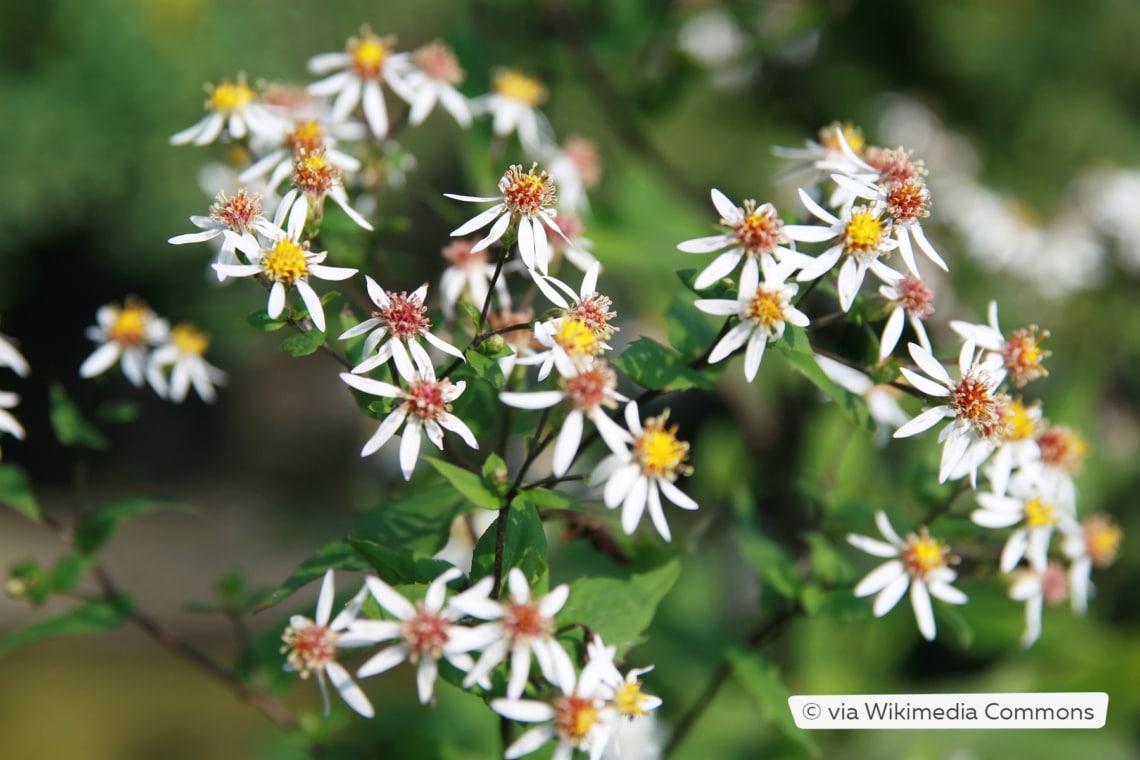 Weiße Wald-Aster (Aster divaricatus)