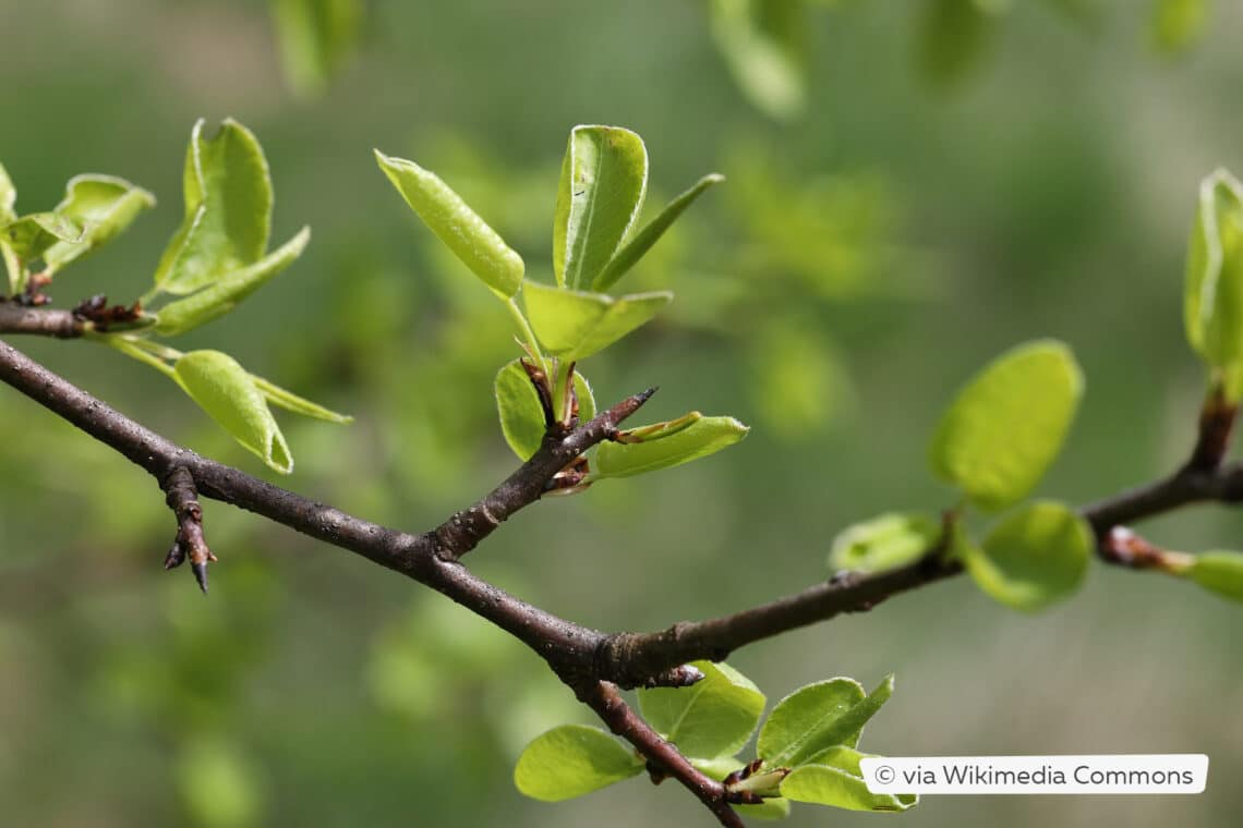 Wildbirne (Pyrus pyraster)