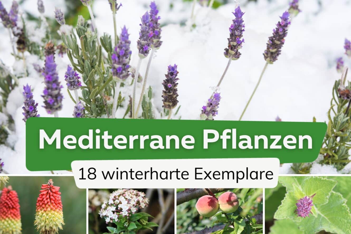 winterharte pflanzen für pralle sonne