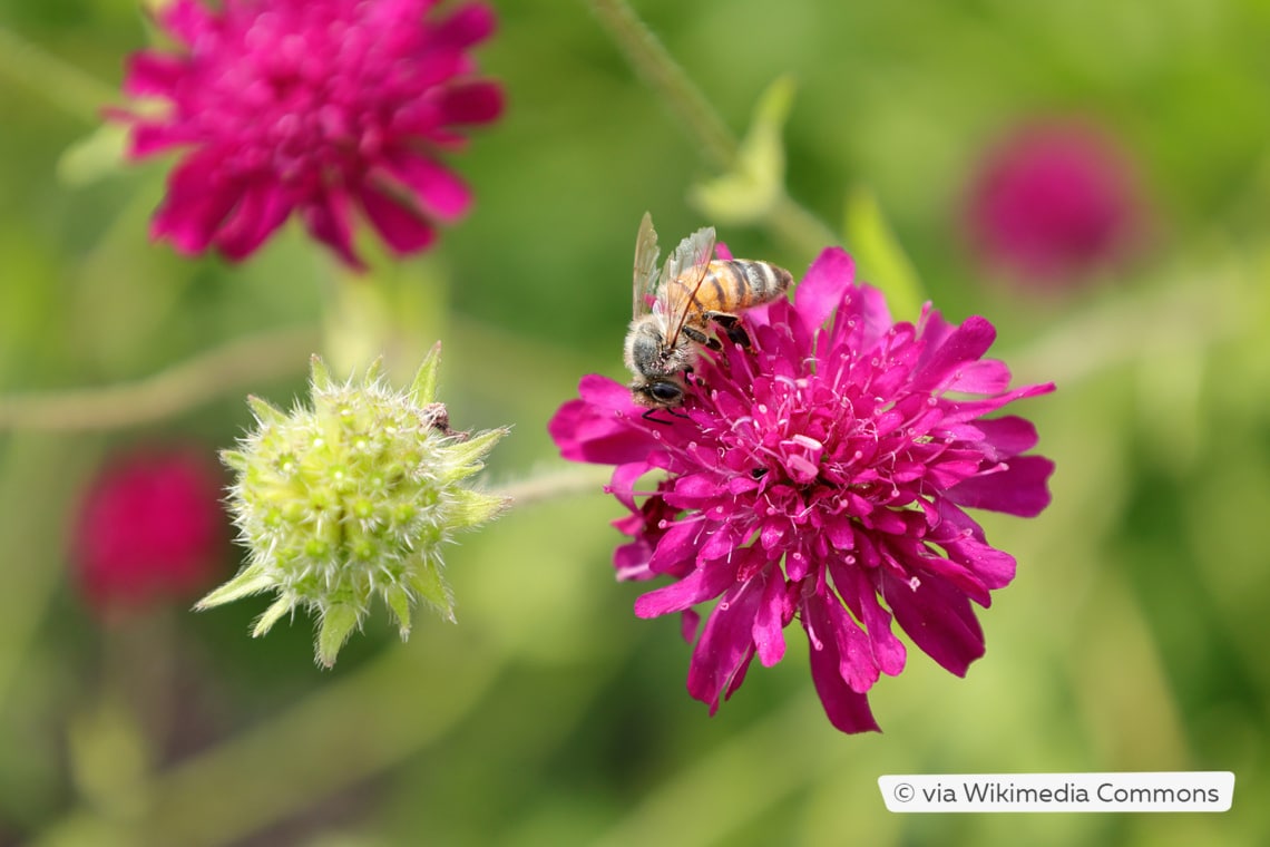 Witwenblume (Knautia macedonica)