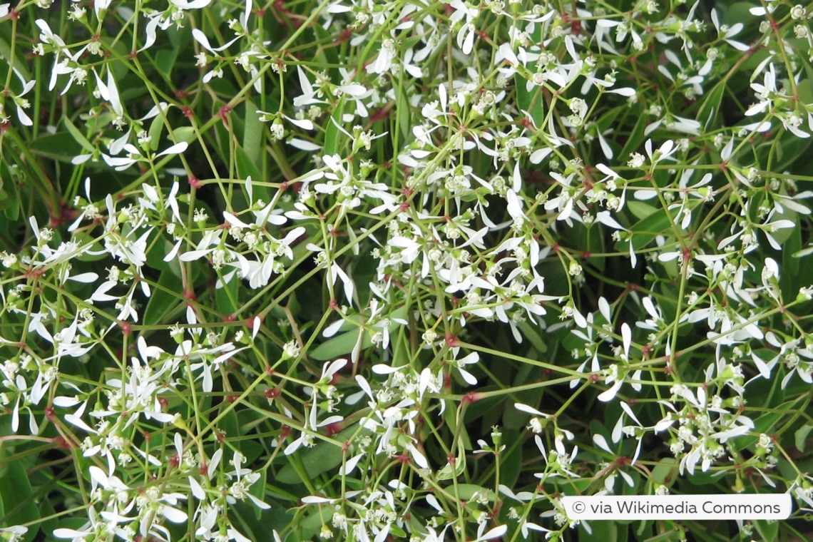 Zauberschnee (Chamaesyce hypericifolia 'Diamond Frost')