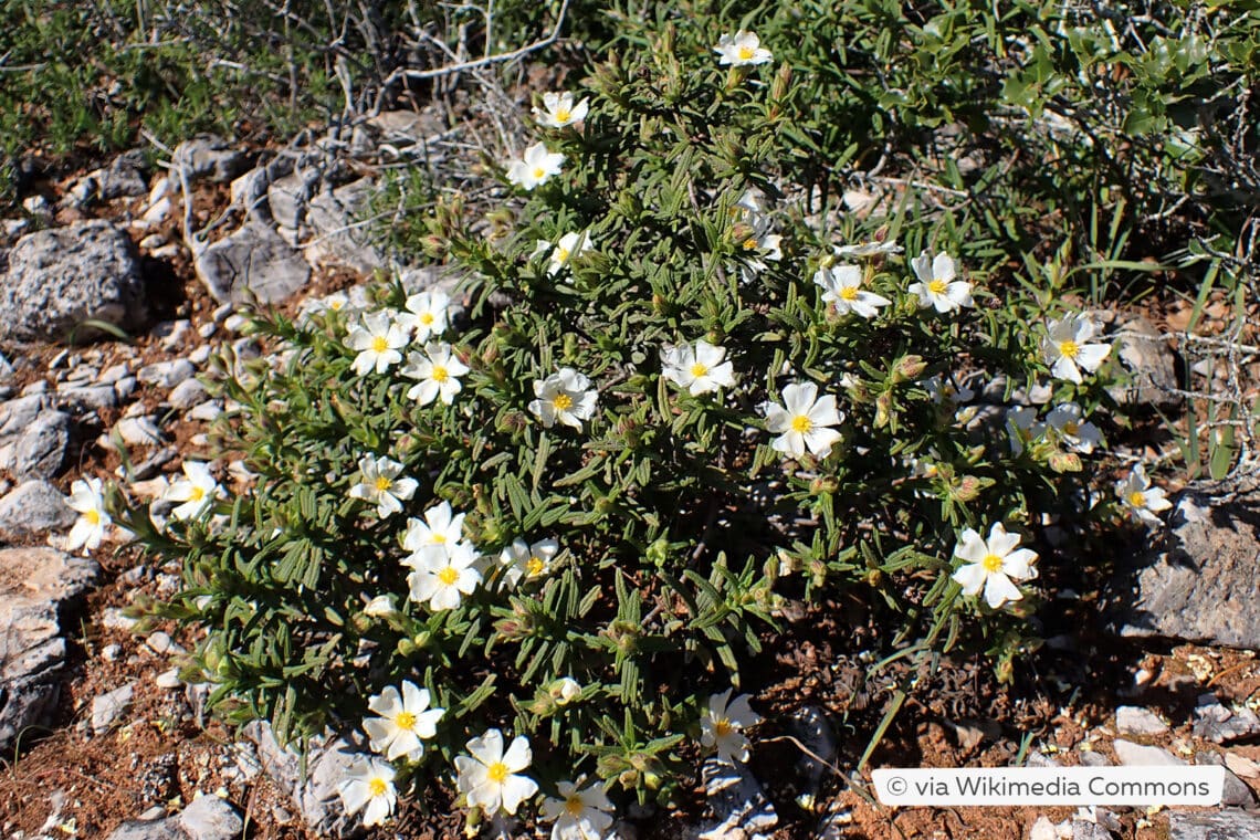 Zistrose (Cistus)