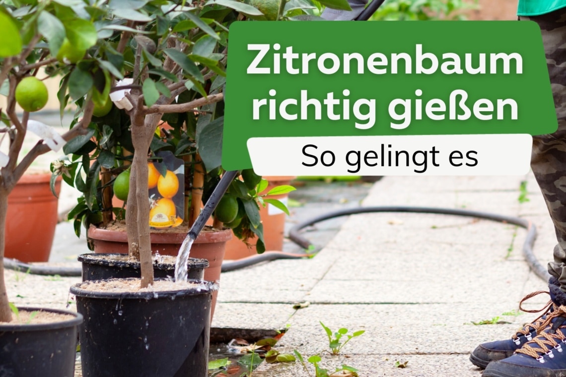 Zitronenbaum richtig gießen