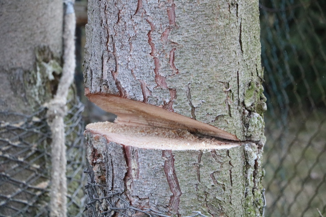 Baum fällen, Schnittstelle im Baum