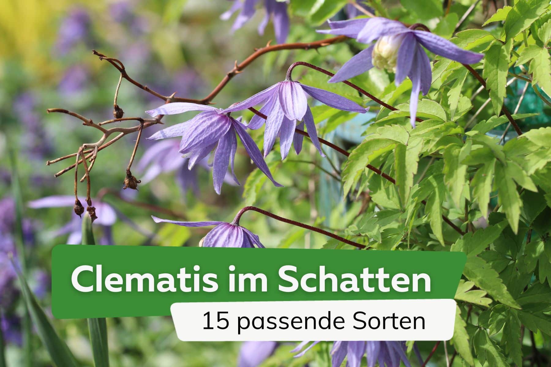 Clematis im Schatten: 15 Sorten für schattige Standorte