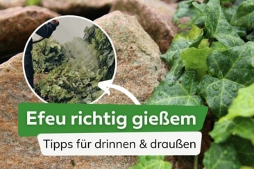 Efeu gießen 4 Tipps für drinnen und draußen