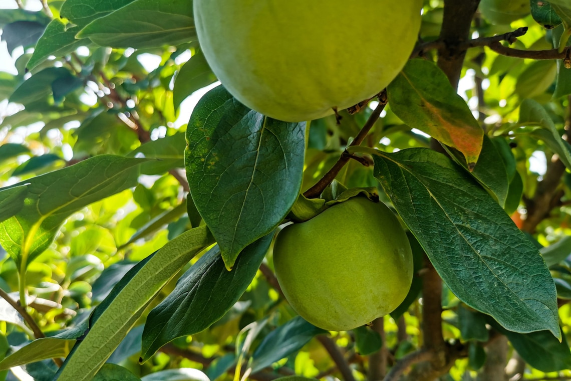 grüne unreife Kakis am Baum