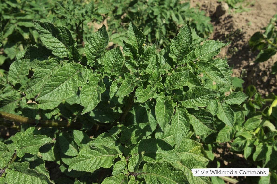 Kartoffelpflanze (Solanum tuberosum) 'Hermanns Blaue'