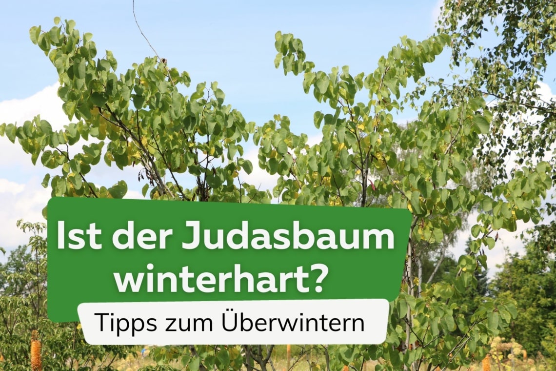 Ist der Judasbaum winterhart? Tipps zum Überwintern