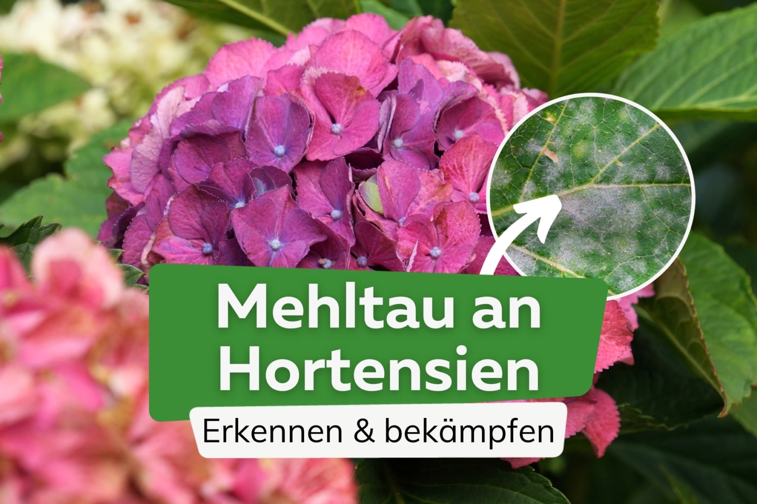 Dahlien pflanzen Zeitpunkt, Abstand & Tiefe Anleitung