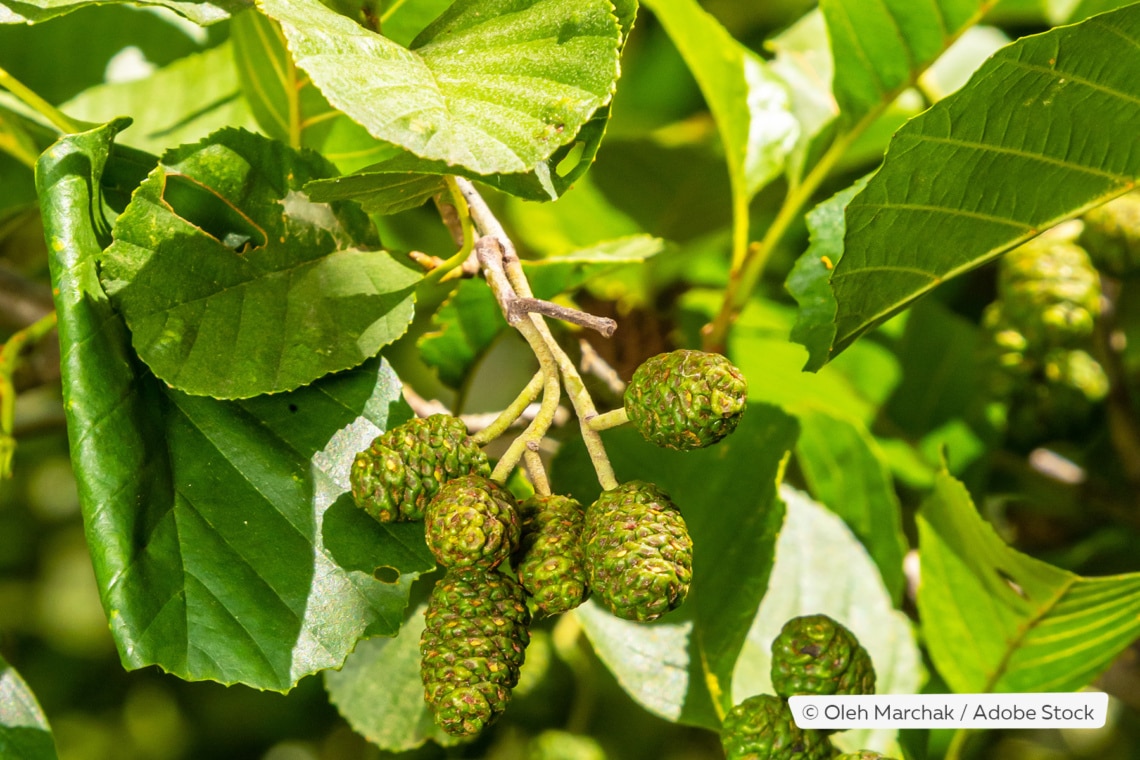 Schwarzerle (Alnus glutinosa) mit Zapfen