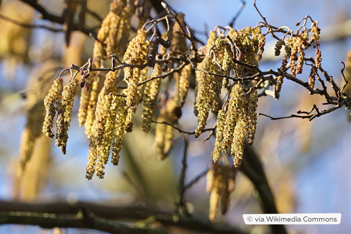 Blüte der Schwarzerle (Alnus glutinosa)